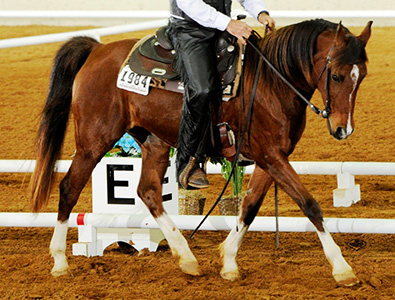 Western Dressage