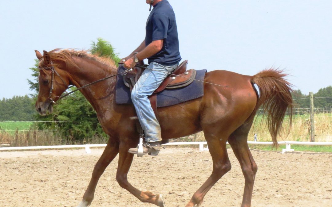 SOLD – Arab Gelding  “The Bronze RF” aka Fonzi