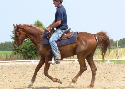 SOLD – Arab Gelding  “The Bronze RF” aka Fonzi