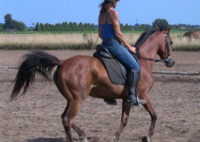 “China RF” 2004 Arab Mare