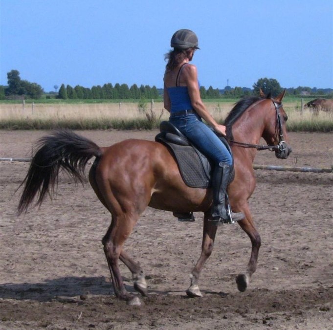 “China RF” 2004 Arab Mare