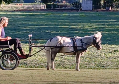 Miniature Appaloosa gelding for sale