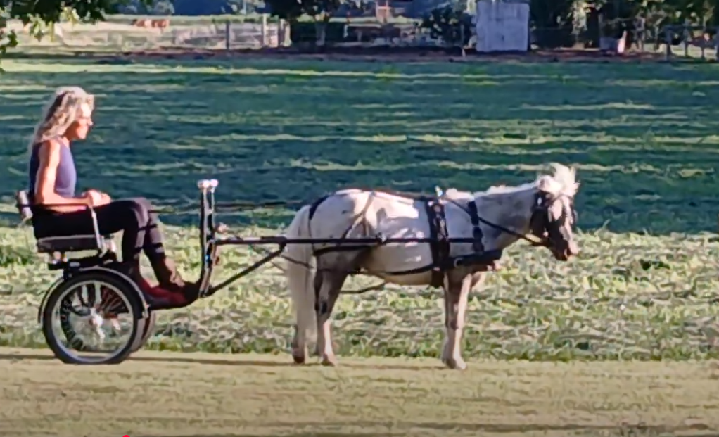 Miniature Appaloosa gelding for sale